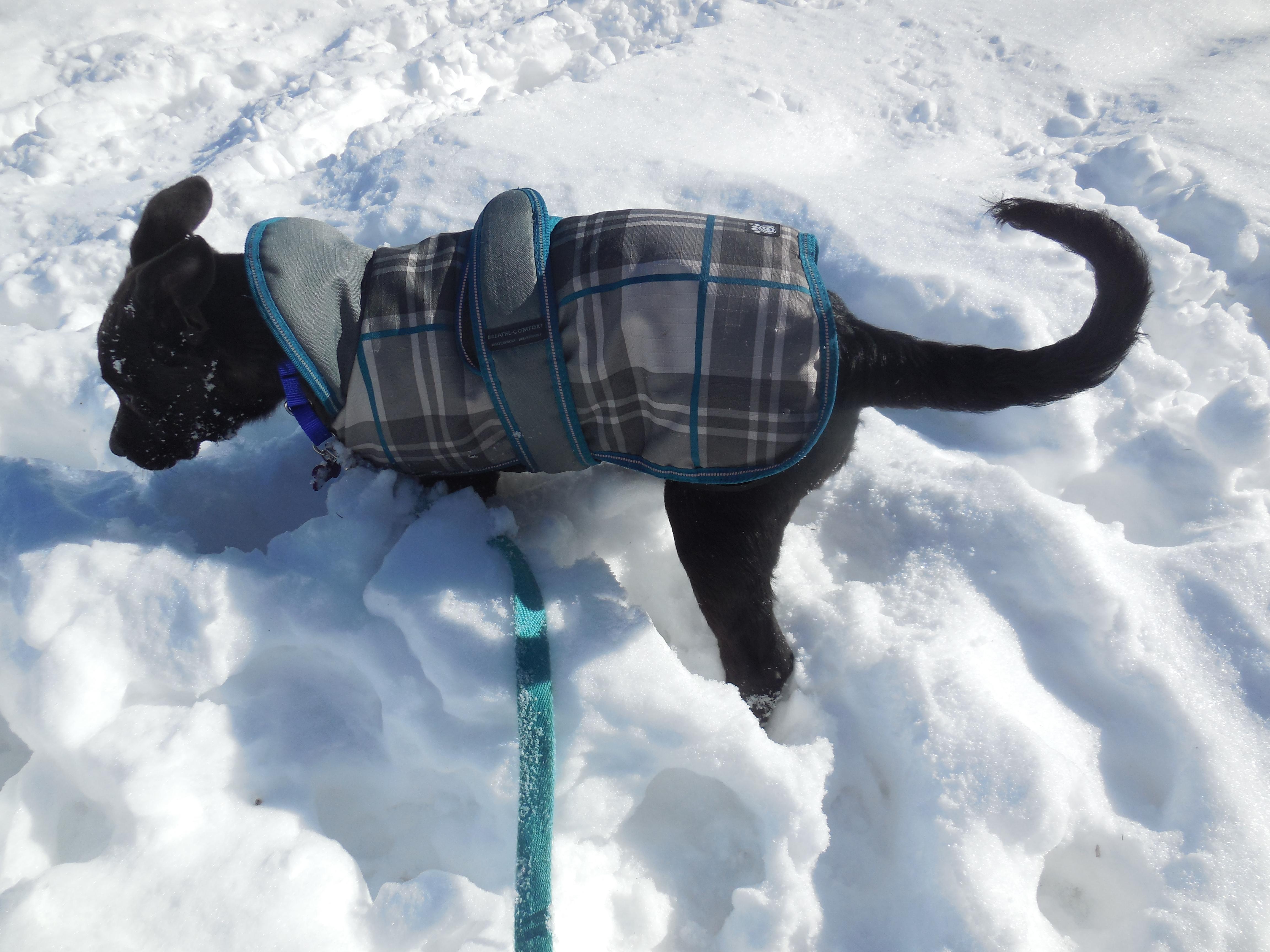 Enlarge Frankie Pending adoption, a Adoptable mixed breed in South Portland, ME image 6/6