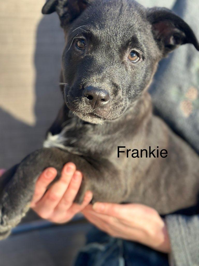 Frankie, Adoptable, Puppy Male Cattle Dog & Retriever.