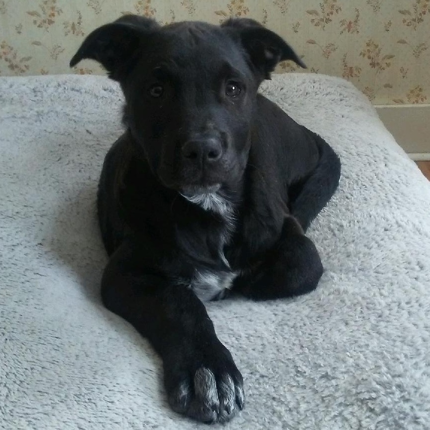 Enlarge Frankie Pending adoption, a Adoptable mixed breed in South Portland, ME image 5/6