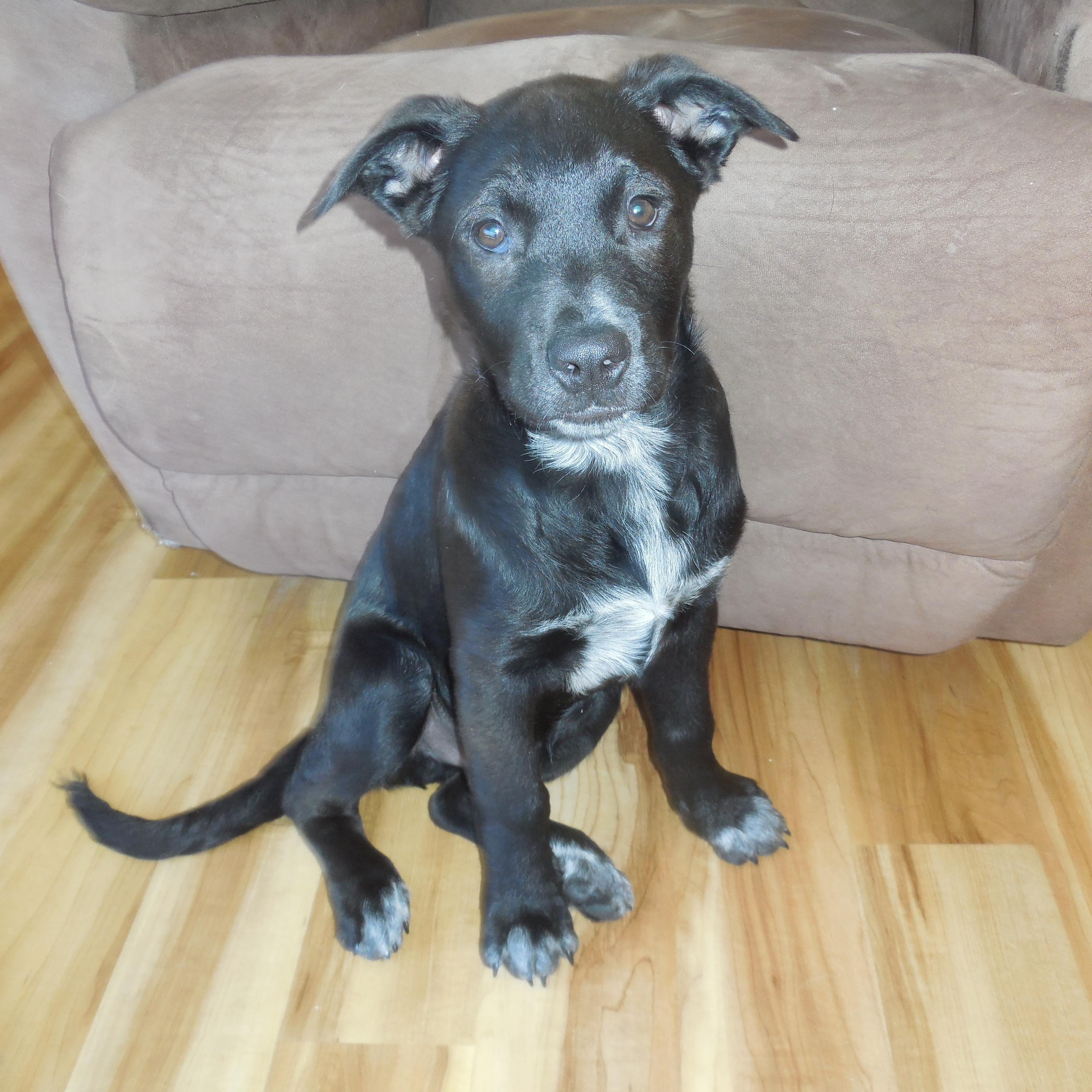 Enlarge Frankie Pending adoption, a Adoptable mixed breed in South Portland, ME image 2/6