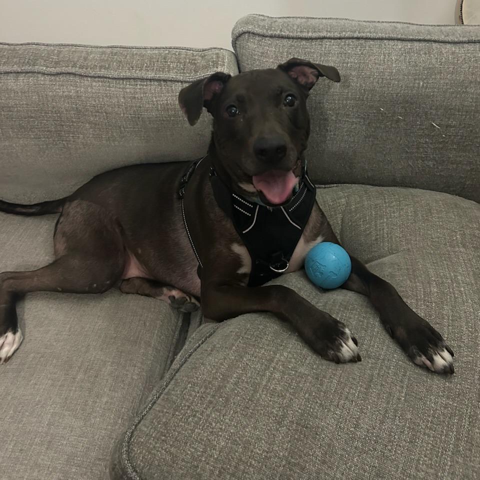 Kobe, a Adoptable mixed breed in Westhampton, NY image 2/6