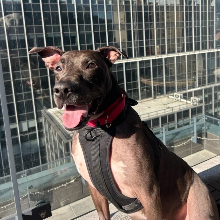 Kobe, a Adoptable mixed breed in Westhampton, NY image 3/6