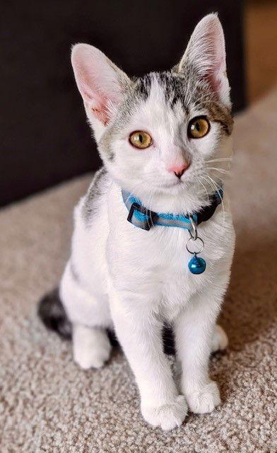 Nifra, a Adoptable Domestic Short Hair in Eureka, MO image 1/3