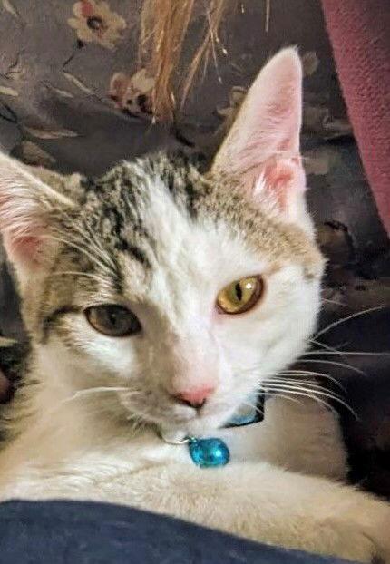 Nifra, a Adoptable Domestic Short Hair in Eureka, MO image 2/3