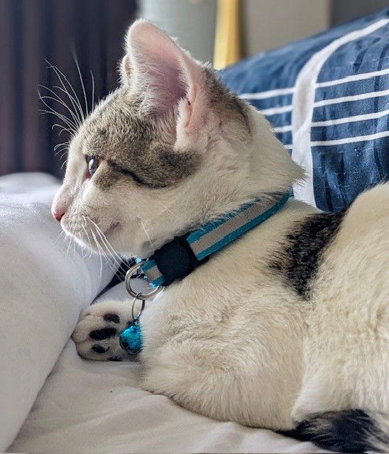 Nifra, a Adoptable Domestic Short Hair in Eureka, MO image 3/3