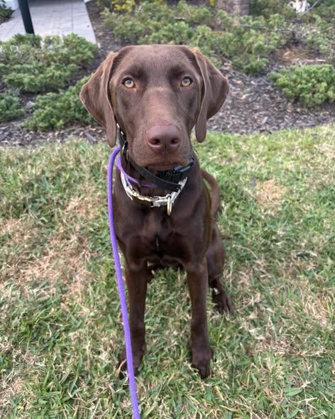 Birdie, ADOPTABLE, Young Female Labrador Retriever & German Shorthaired Pointer.