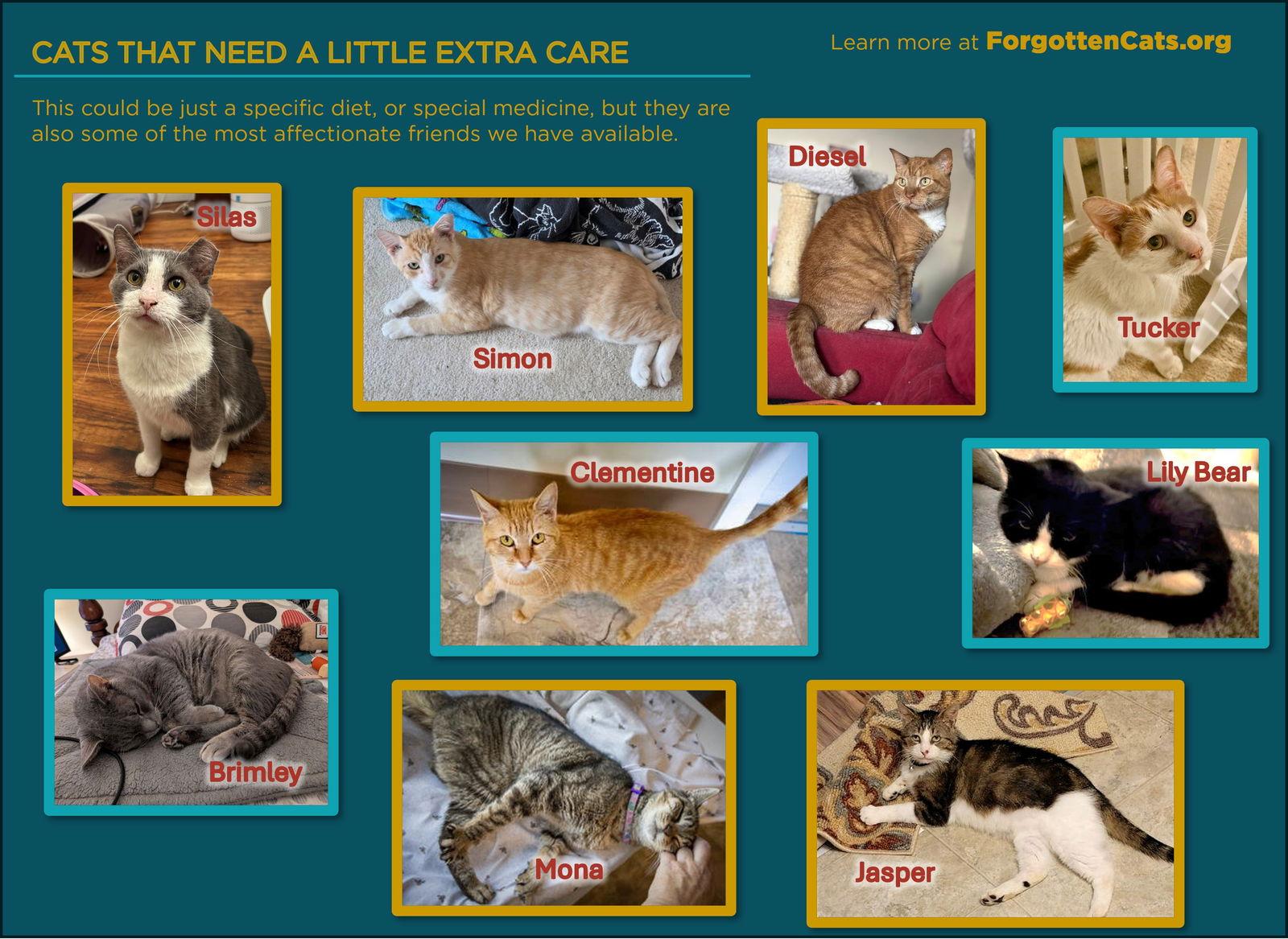 Enlarge Cats with Special Needs (Male and Female), a Adoptable Domestic Short Hair in Greenville, DE image 1/1