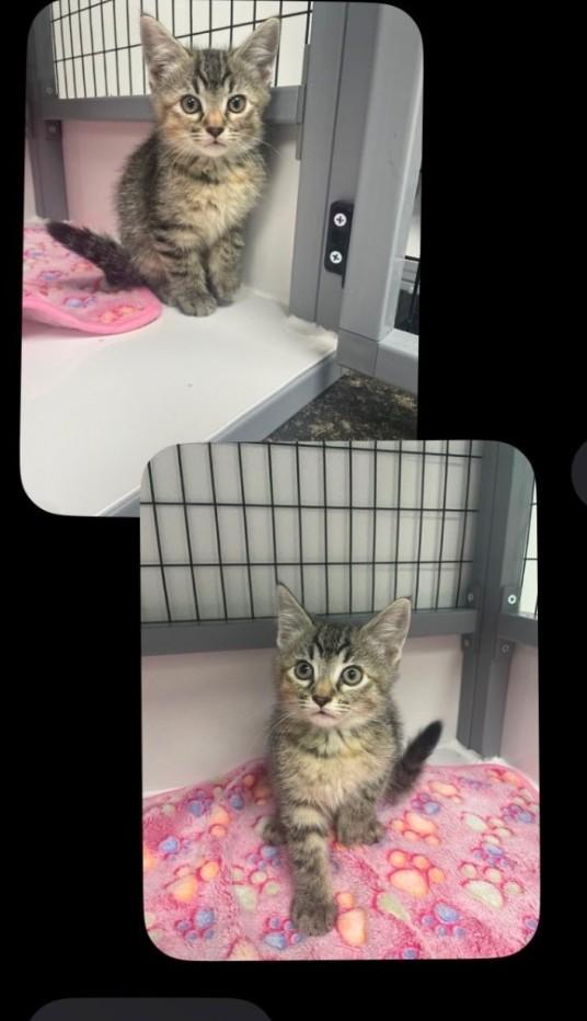 Enlarge Jill, a Adoptable Domestic Short Hair in Huntley, IL image 1/1