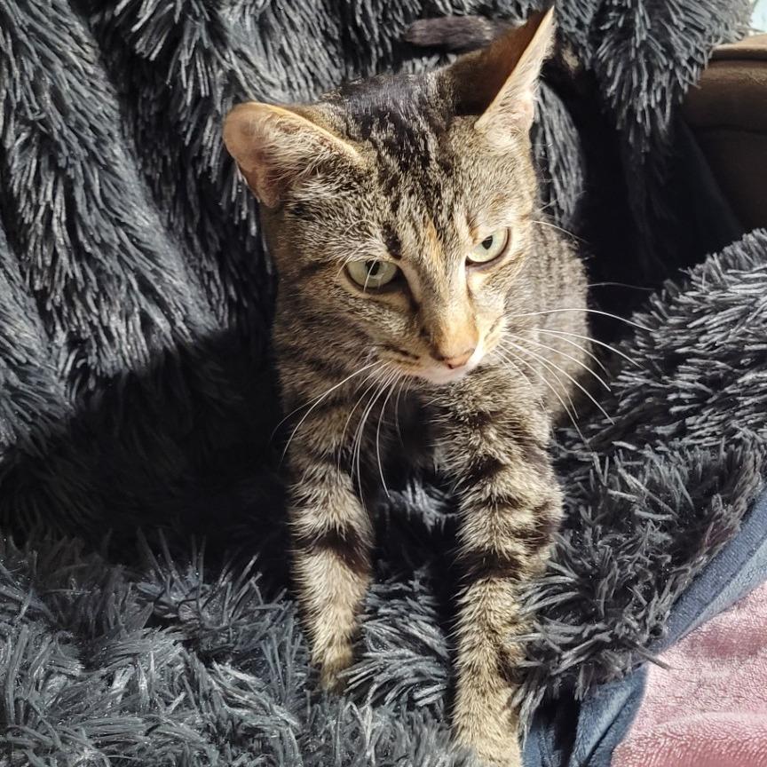 Canasta, Adoptable, Adult Female Domestic Short Hair.