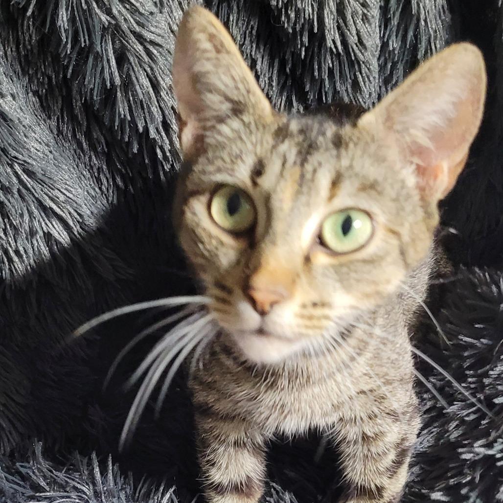 Enlarge Canasta, a Adoptable Domestic Short Hair in Coos Bay, OR image 2/2
