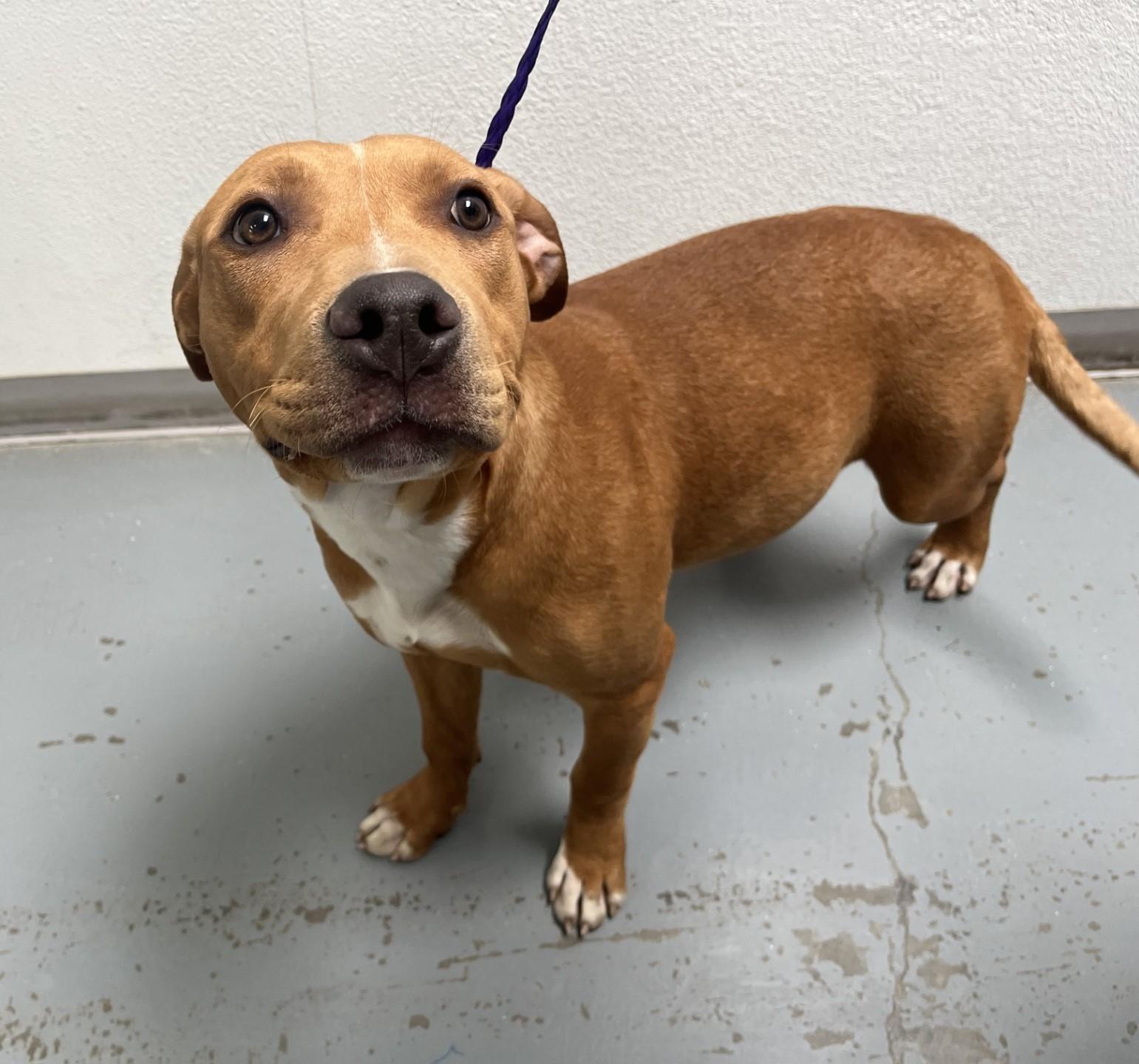 Enlarge 60729664, a ADOPTABLE mixed breed in Elko, NV image 1/1