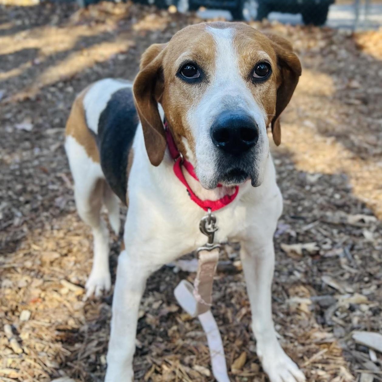 Sloan, ADOPTABLE, Adult Female Treeing Walker Coonhound & Mixed Breed.