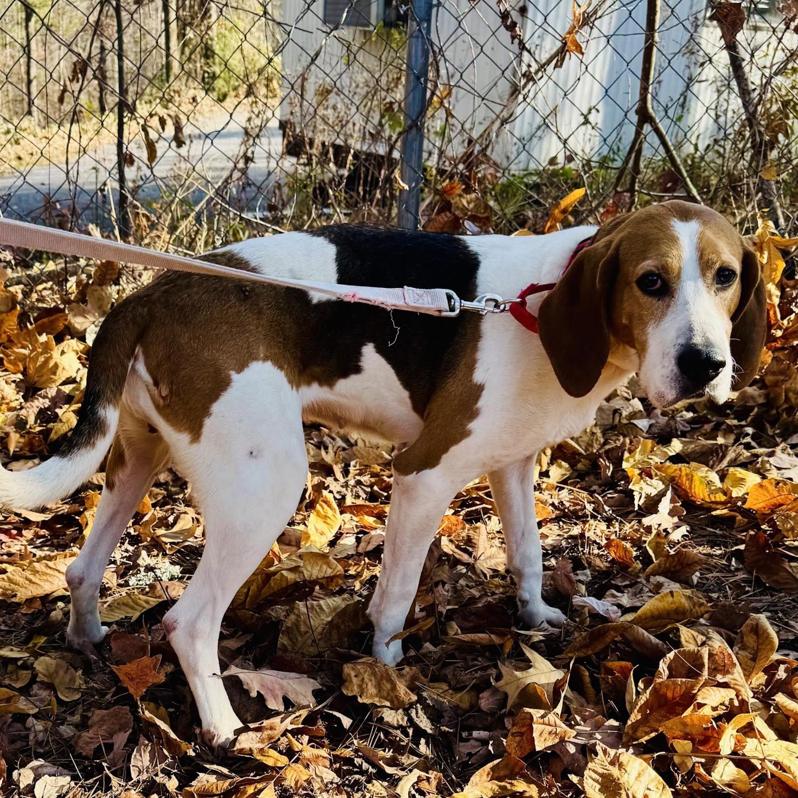 Sloan, a ADOPTABLE mixed breed in Cedarburg, WI image 4/5