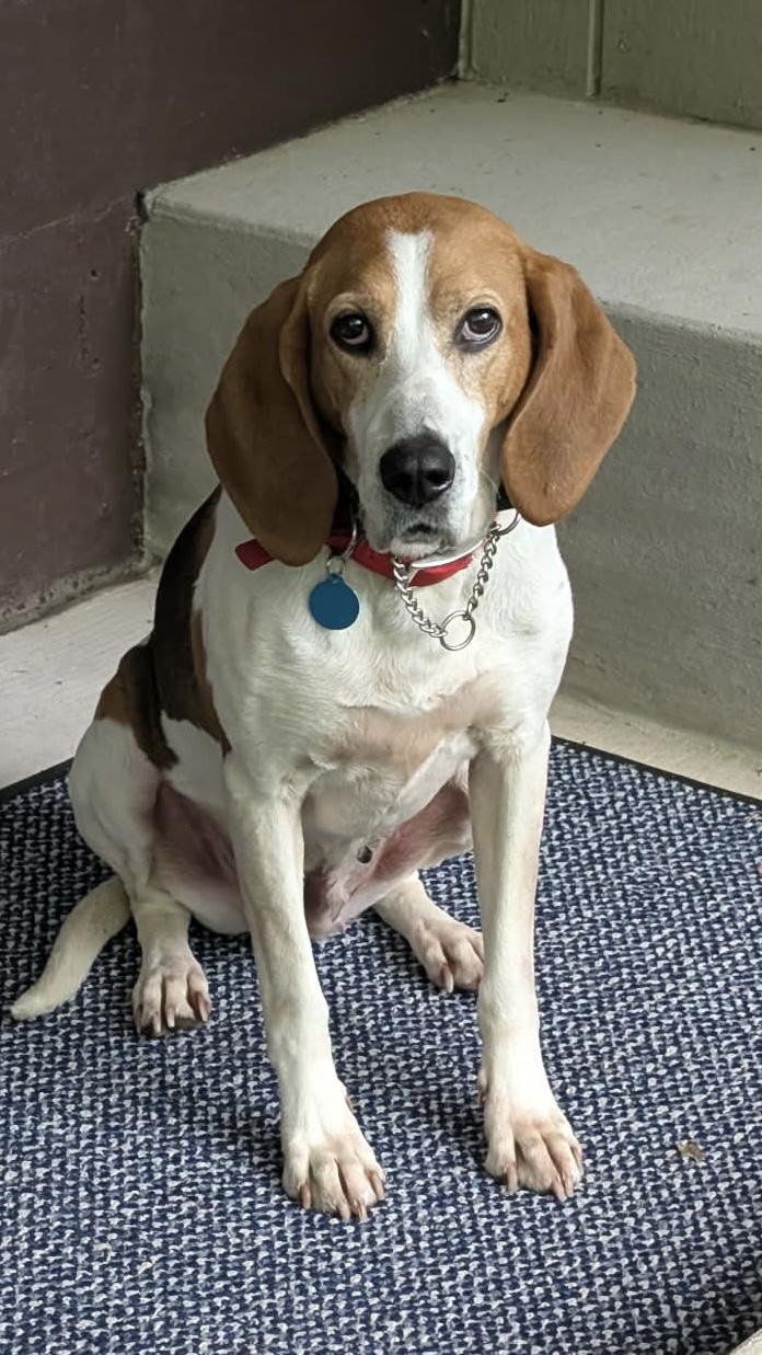 Enlarge Sloan, a ADOPTABLE mixed breed in Cedarburg, WI image 5/6