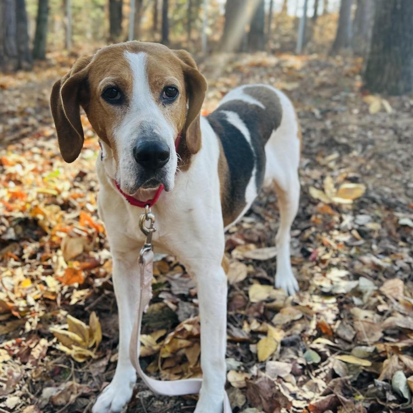 Sloan, a ADOPTABLE mixed breed in Cedarburg, WI image 2/5