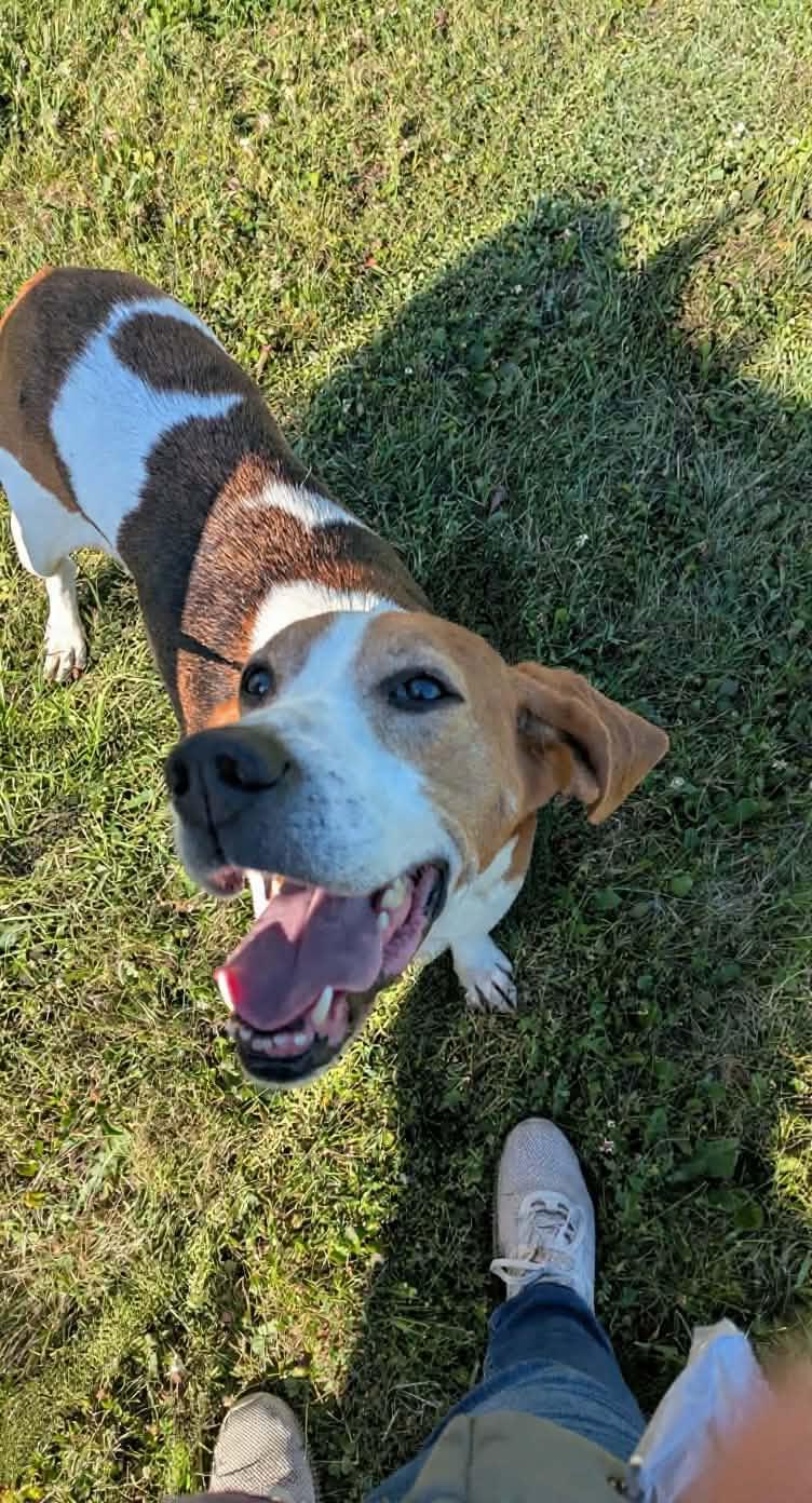 Enlarge Sloan, a ADOPTABLE mixed breed in Cedarburg, WI image 2/6