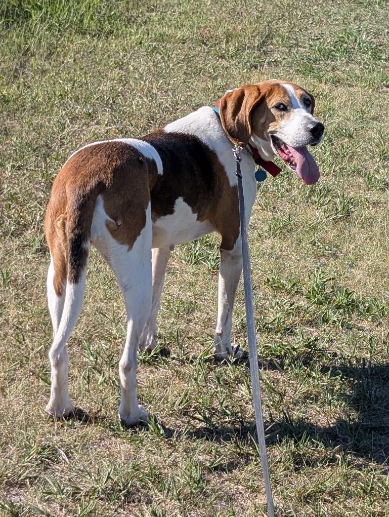 Enlarge Sloan, a ADOPTABLE mixed breed in Cedarburg, WI image 4/6