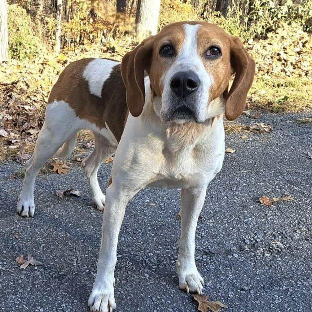 Sloan, a ADOPTABLE mixed breed in Cedarburg, WI image 5/5