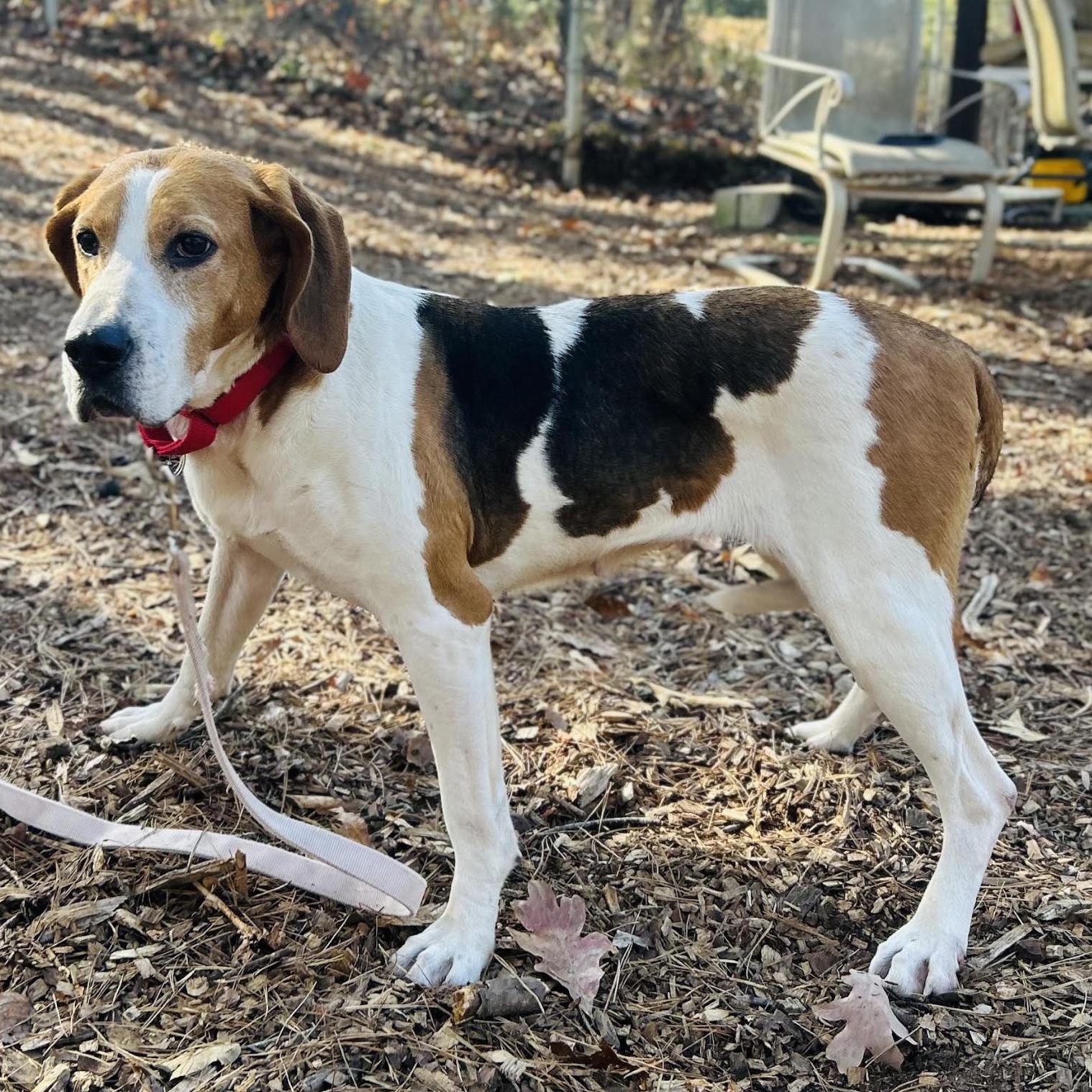Sloan, a ADOPTABLE mixed breed in Cedarburg, WI image 3/5