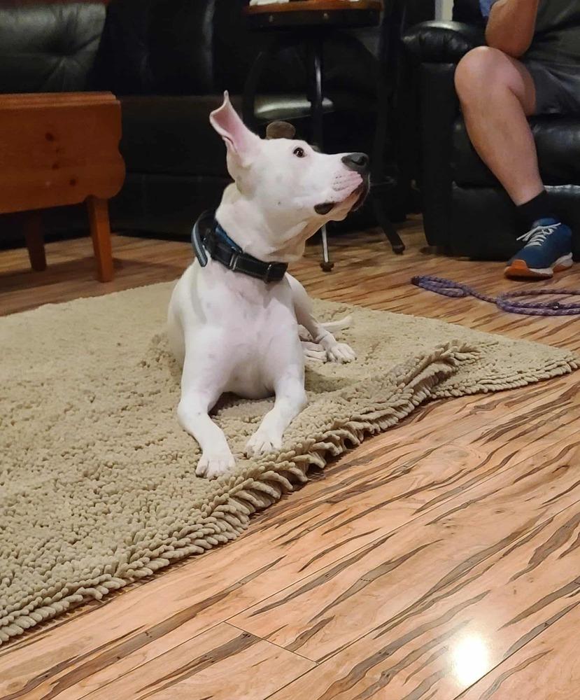 Zola, Adoptable, Adult Female Terrier.