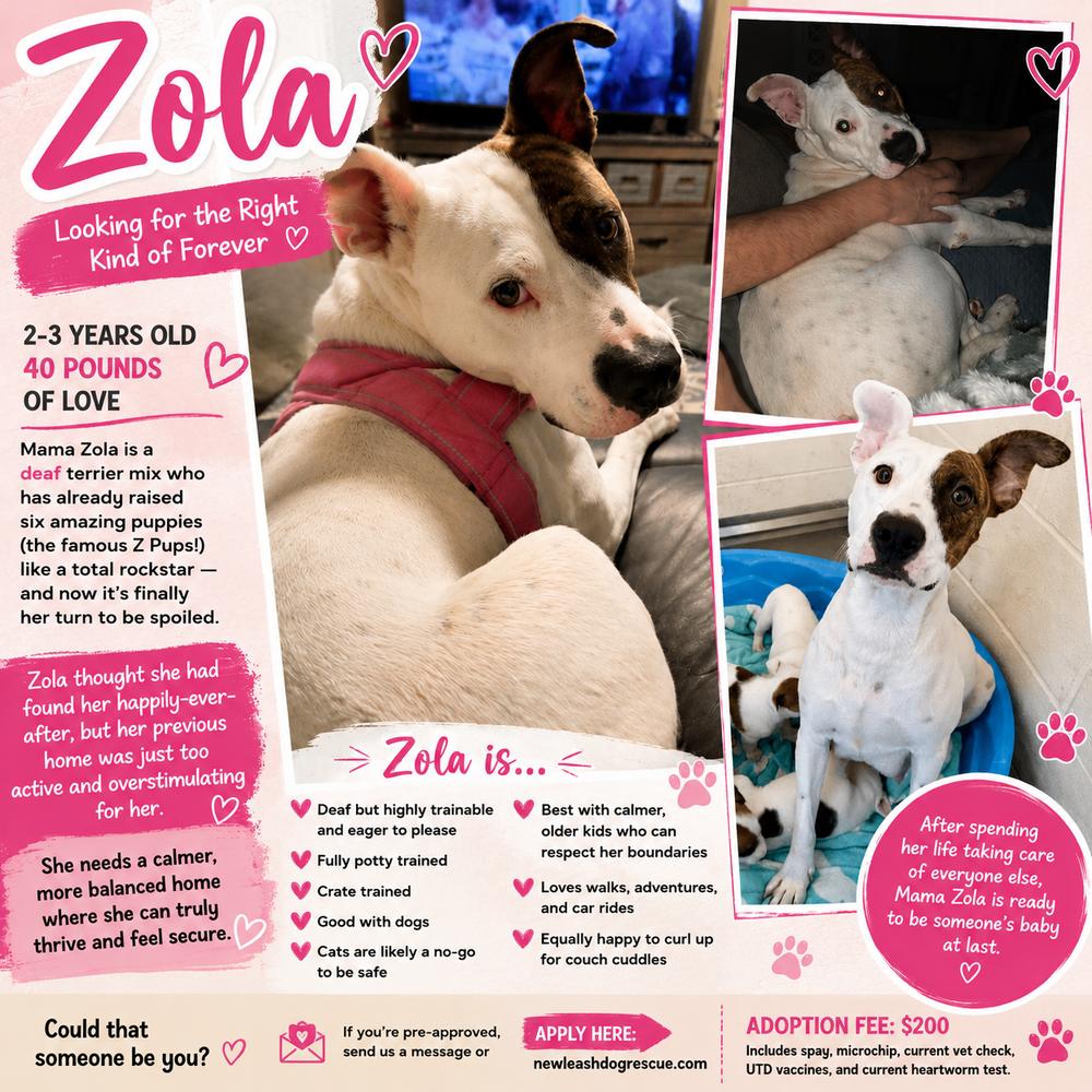 Zola, a Adoptable mixed breed in Rockland, WI image 2/6