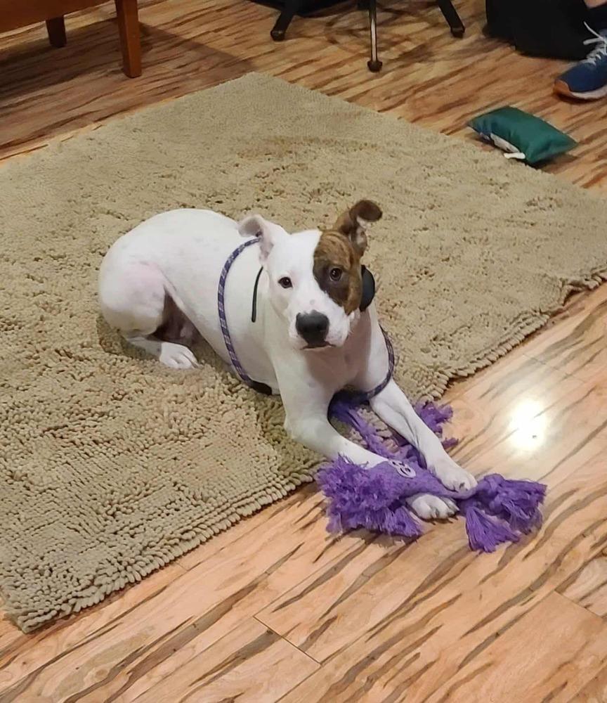 Zola, a Adoptable mixed breed in Rockland, WI image 3/6