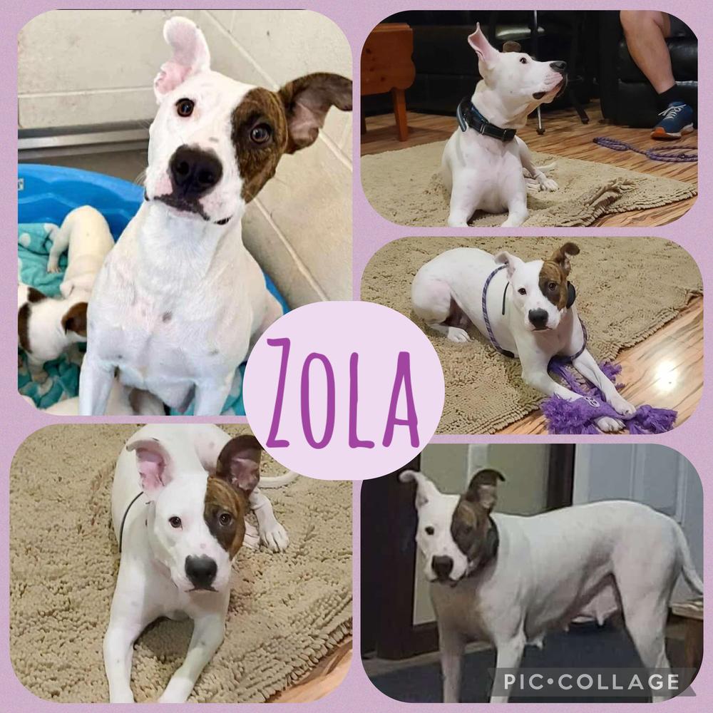 Zola, a Adoptable mixed breed in Rockland, WI image 4/6