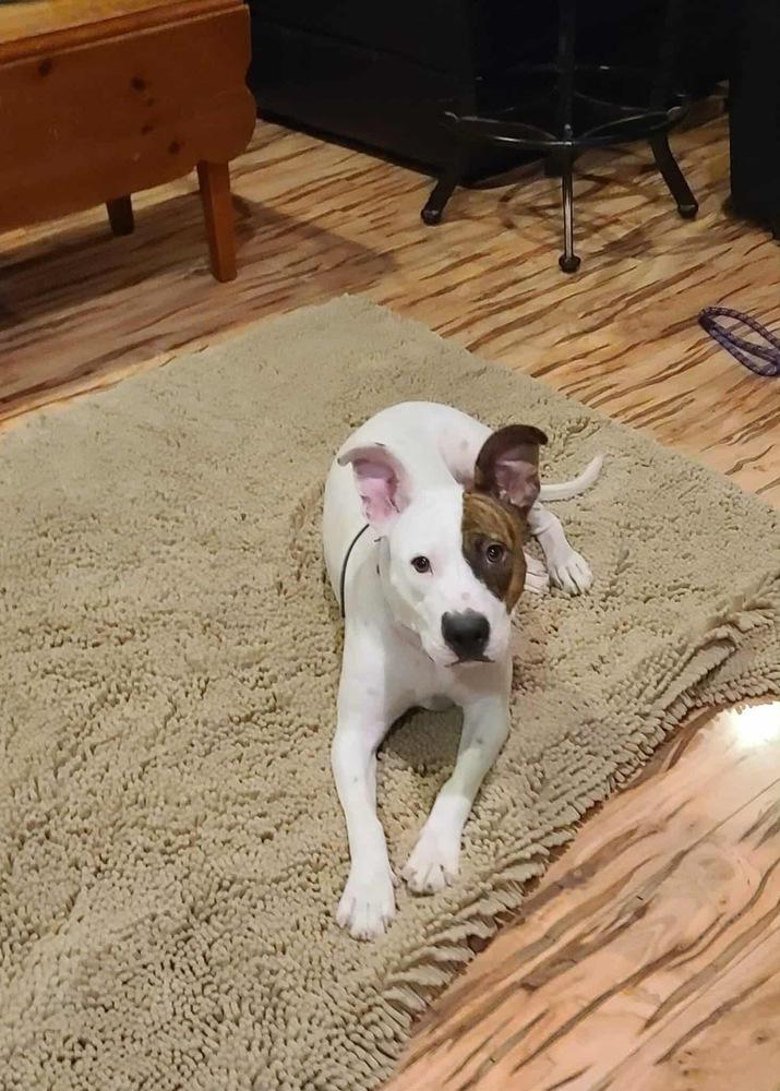 Zola, a Adoptable mixed breed in Rockland, WI image 5/6