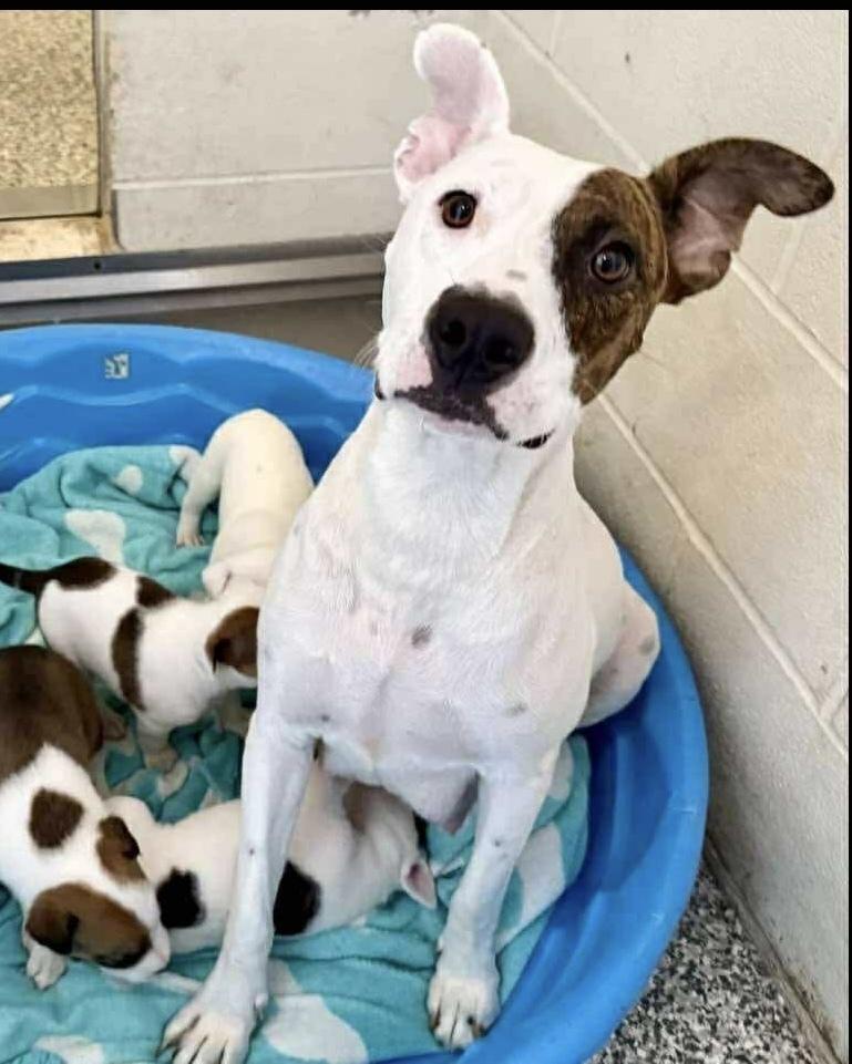 Zola, a Adoptable mixed breed in Rockland, WI image 6/6