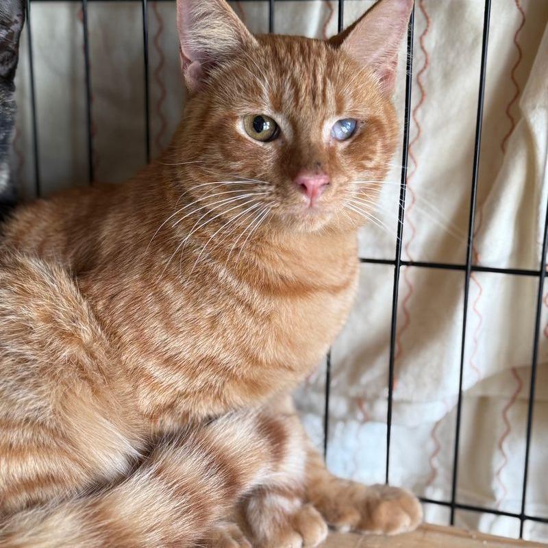 Enlarge Sunny, a Adoptable Domestic Short Hair in Boston, MA image 3/4