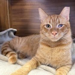 Enlarge Sunny, a Adoptable Domestic Short Hair in Boston, MA image 4/4
