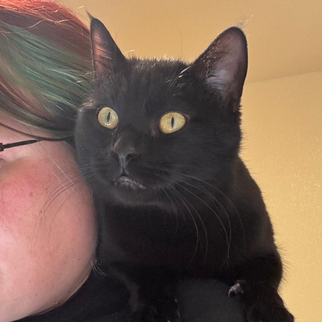 Enlarge Gizmo, a Adoptable Domestic Short Hair in Cheyenne, WY image 2/4