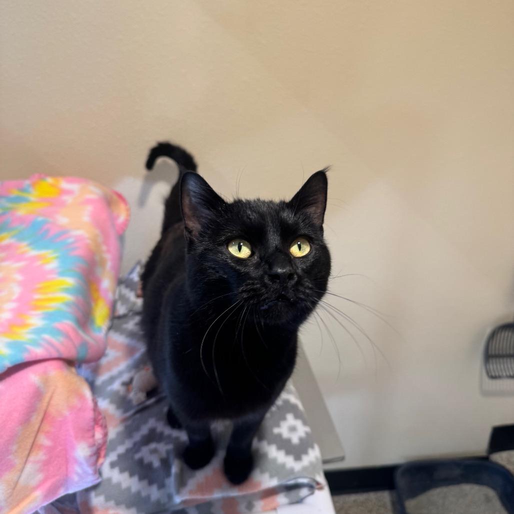 Enlarge Gizmo, a Adoptable Domestic Short Hair in Cheyenne, WY image 3/4
