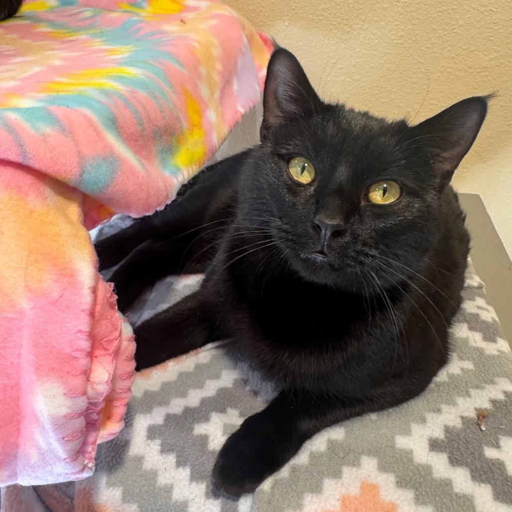 Enlarge Gizmo, a Adoptable Domestic Short Hair in Cheyenne, WY image 4/4