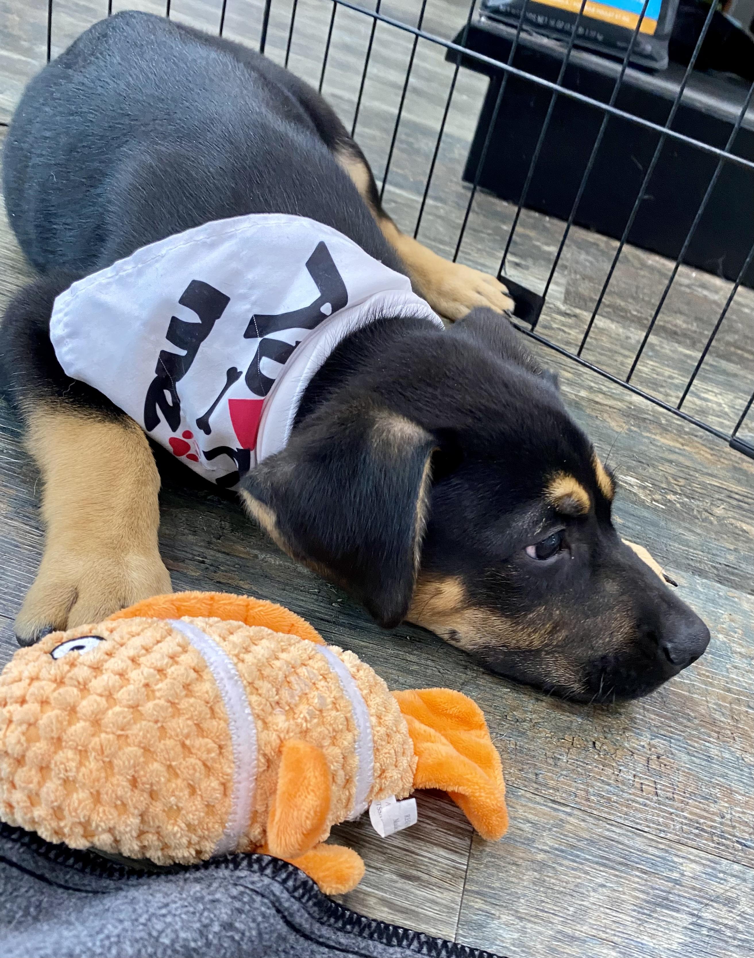 Enlarge Atlas, a ADOPTABLE mixed breed in Cypress, TX image 4/6
