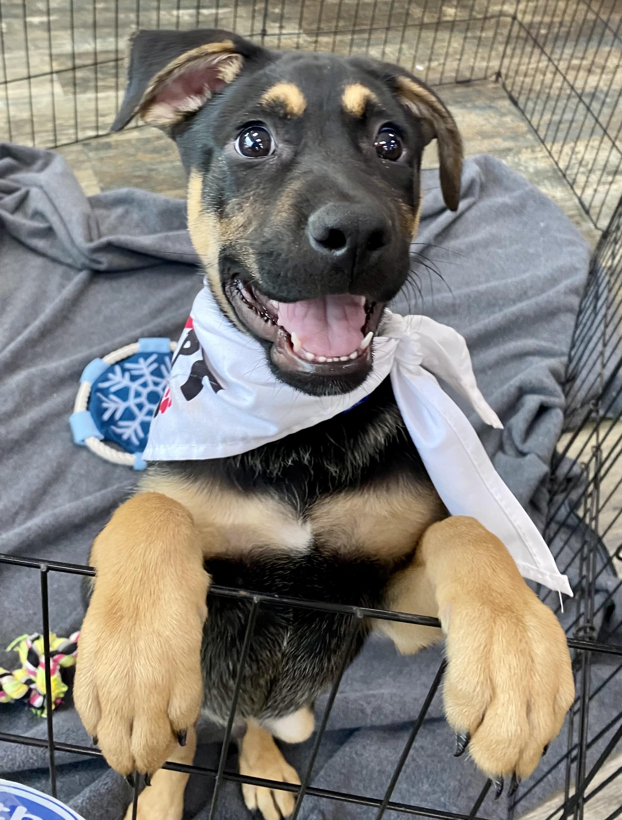 Enlarge Atlas, a ADOPTABLE mixed breed in Cypress, TX image 2/6