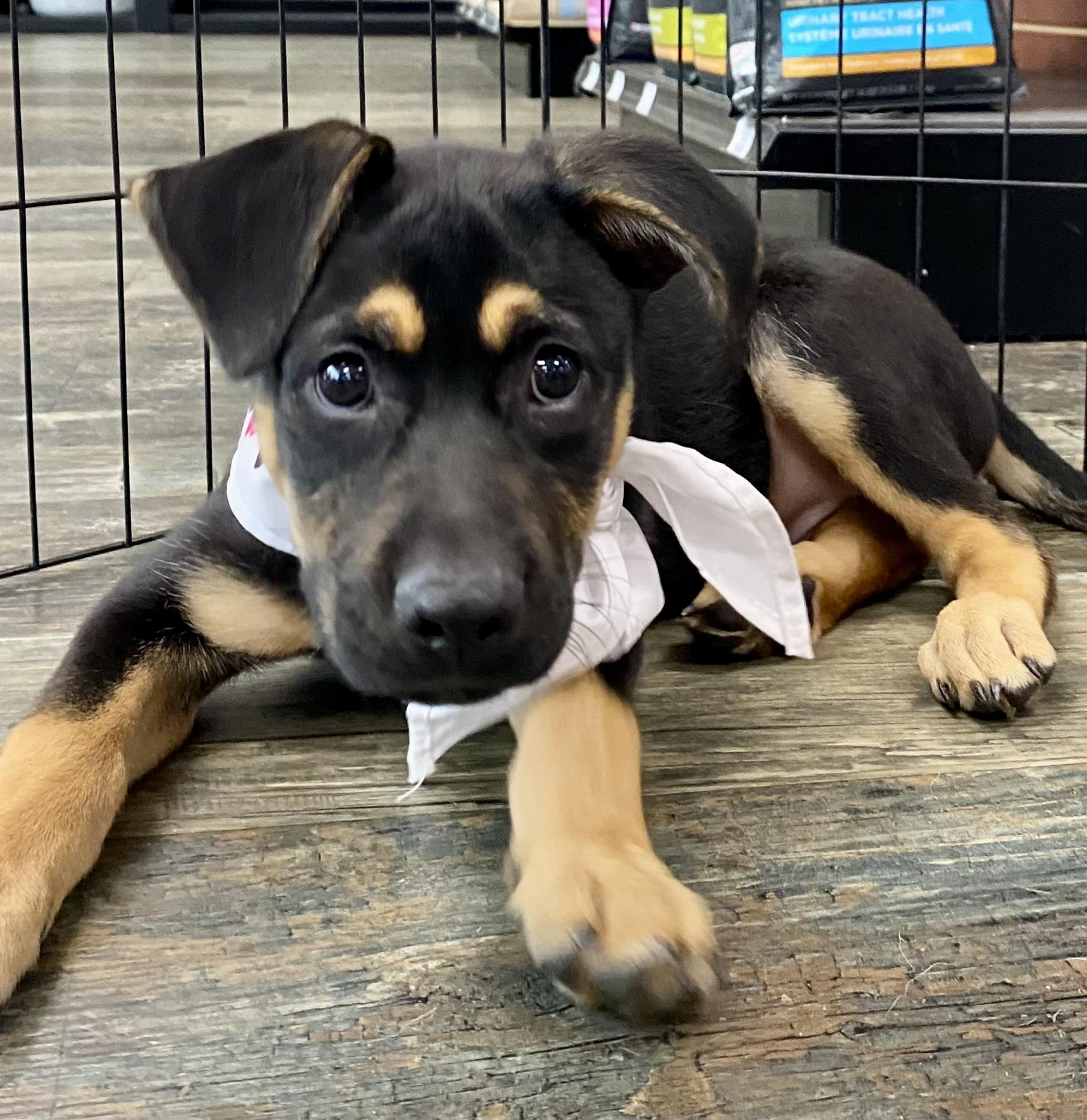 Enlarge Atlas, a ADOPTABLE mixed breed in Cypress, TX image 3/6