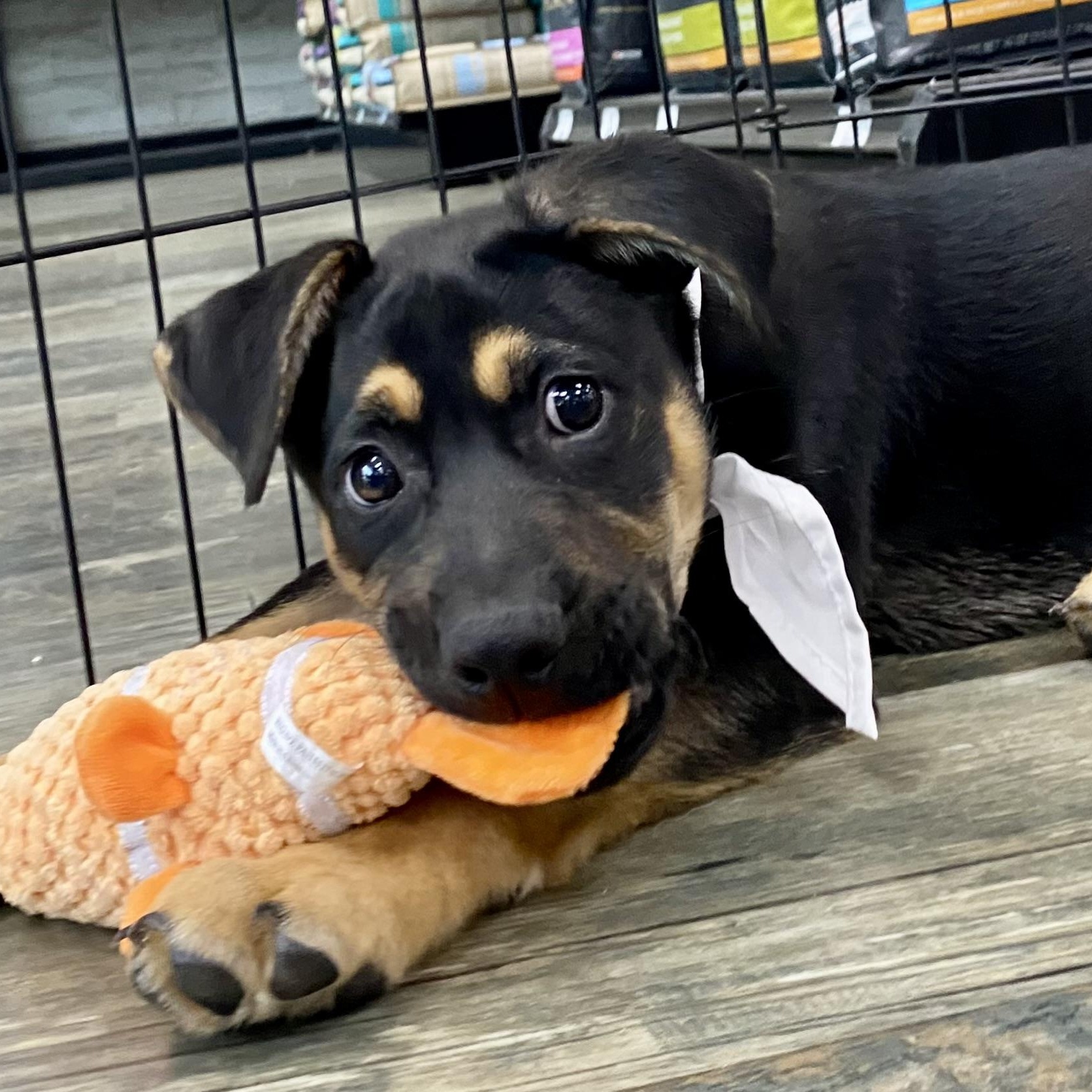 Atlas, adopted, Puppy Male German Shepherd Dog & Rottweiler.