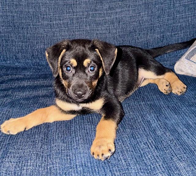 Enlarge Atlas, a ADOPTABLE mixed breed in Cypress, TX image 5/6