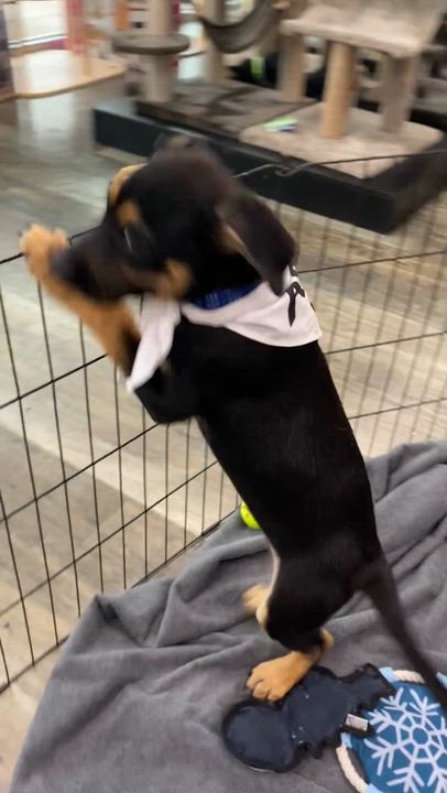 Enlarge Atlas, a ADOPTABLE mixed breed in Cypress, TX video 6/6