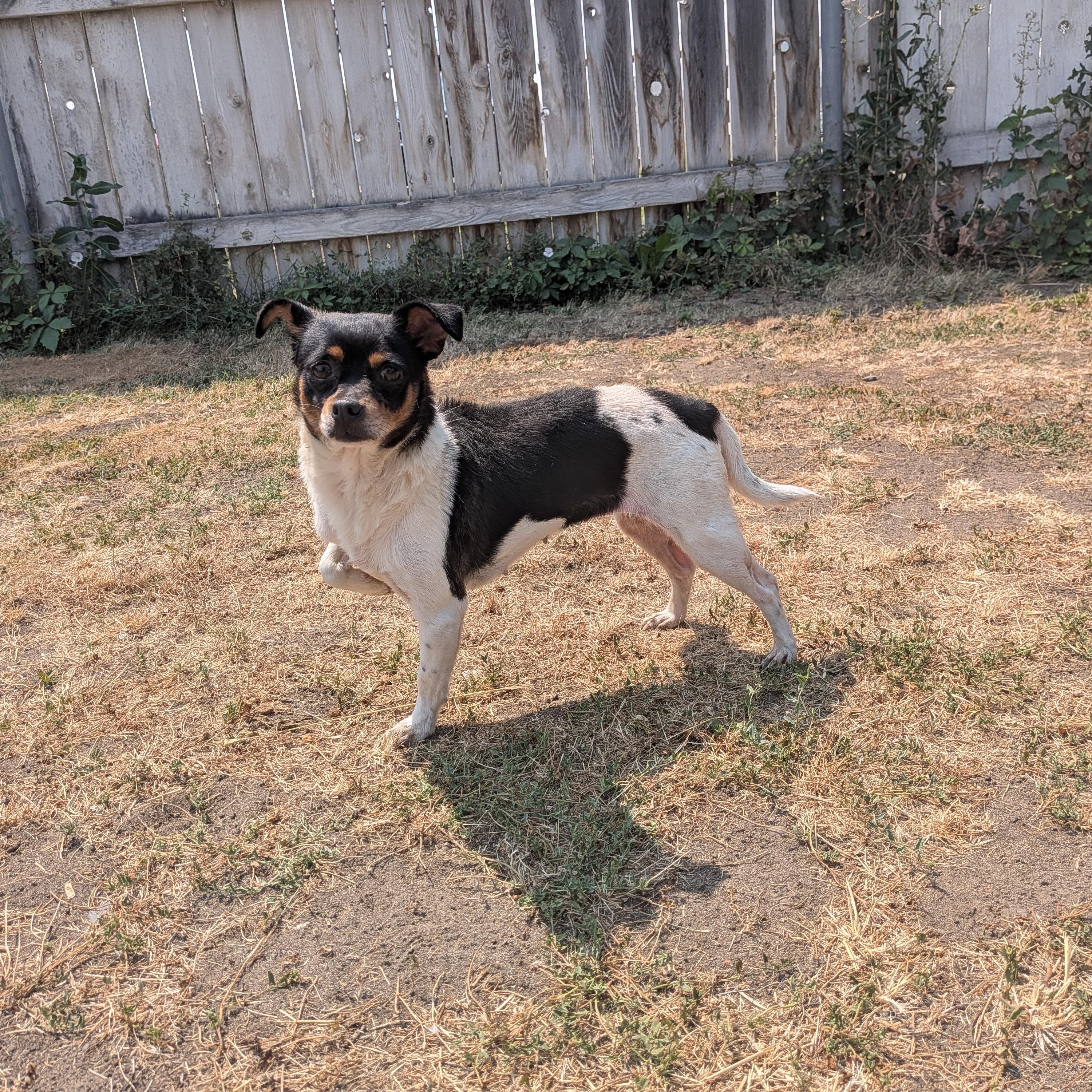 Helga, a ADOPTABLE mixed breed in Hermiston, OR image 2/3