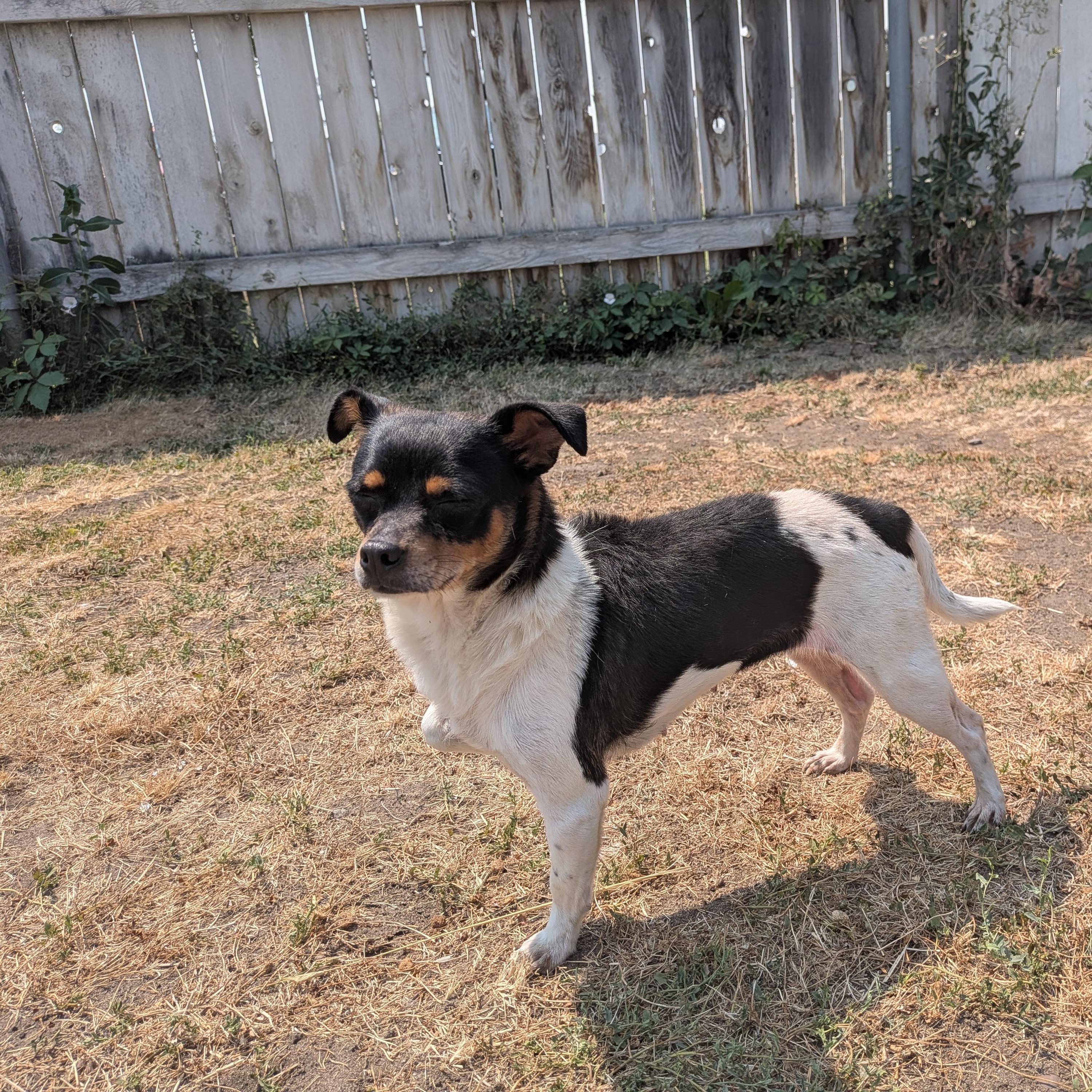 Helga, ADOPTABLE, Adult Female Chihuahua.
