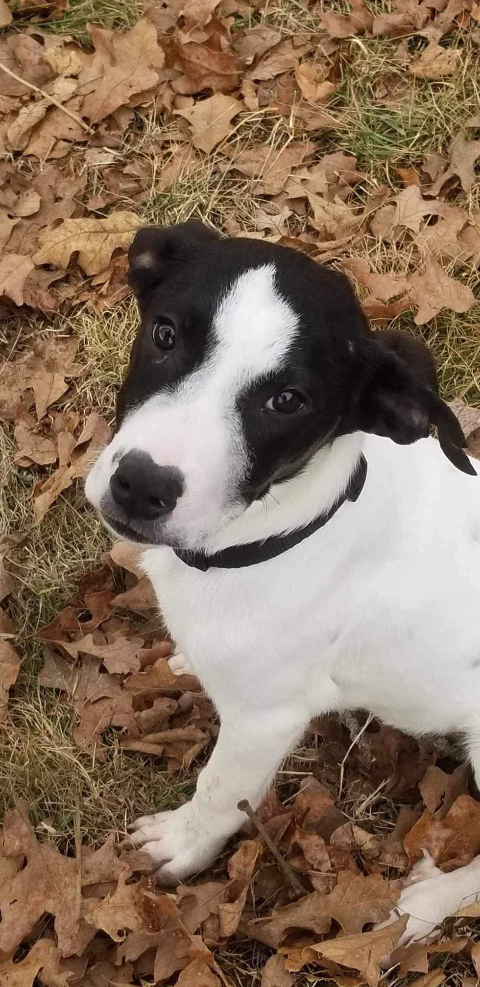 Hank, an adoptable Great Pyrenees, Pit Bull Terrier in Springfield, MO, 65804 | Photo Image 3