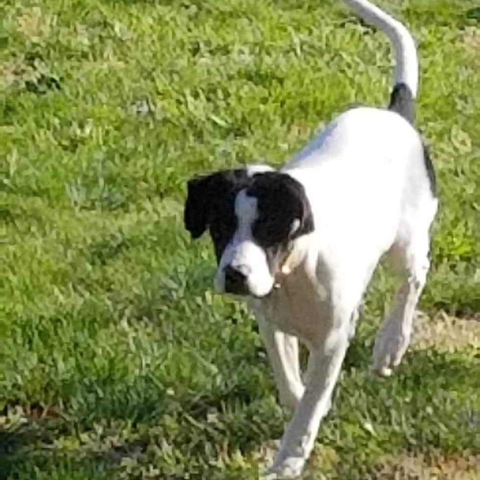 Hank, an adoptable Great Pyrenees, Pit Bull Terrier in Springfield, MO, 65804 | Photo Image 6