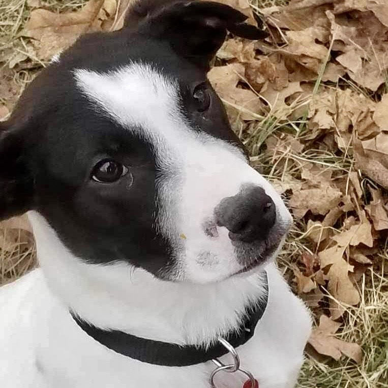Hank, an adoptable Great Pyrenees, Pit Bull Terrier in Springfield, MO, 65804 | Photo Image 2