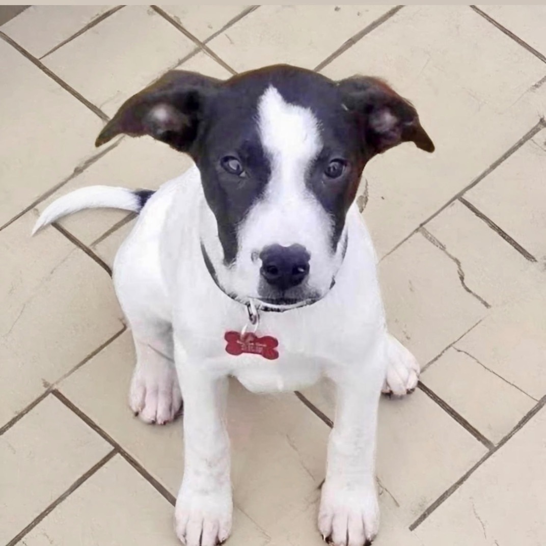 Hank, an adoptable Great Pyrenees, Pit Bull Terrier in Springfield, MO, 65804 | Photo Image 4