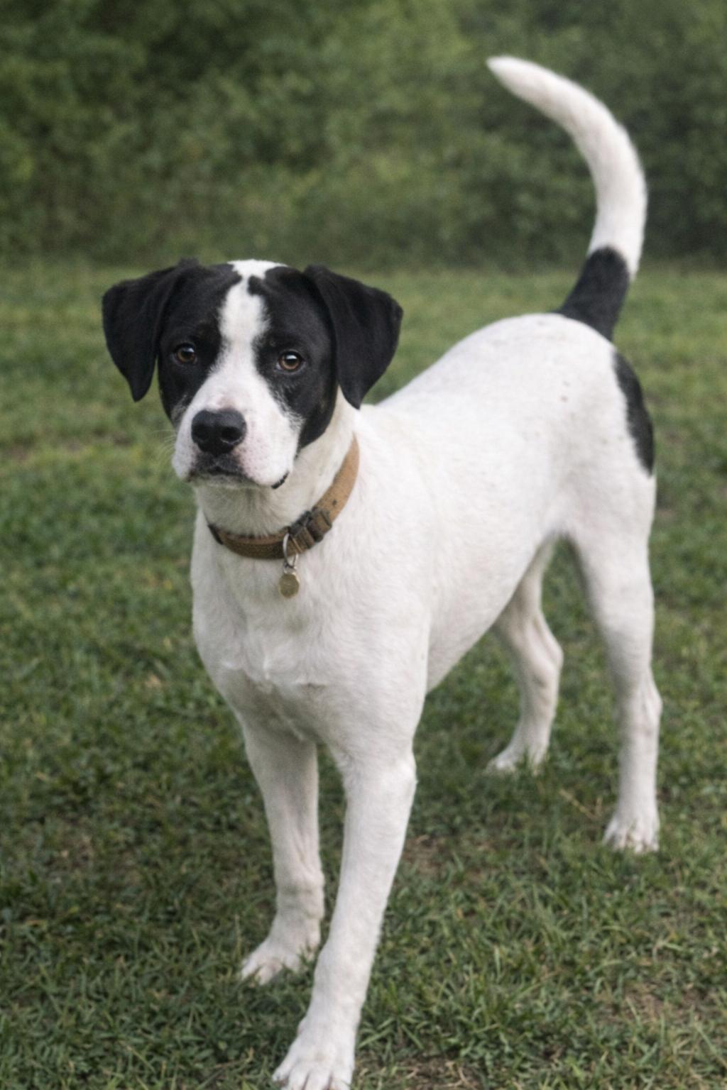 Enlarge Hank ---ADOPTION FEE SPONSORED---, a Adoptable mixed breed in Springfield, MO image 1/2