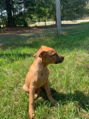 Enlarge Koda, a Adoptable mixed breed in Medfield, MA image 1/1