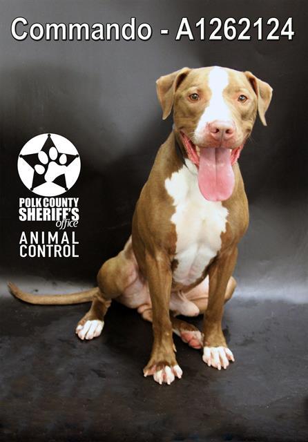 COMMANDO, Adoptable, Young Male American Bulldog & Mixed Breed.
