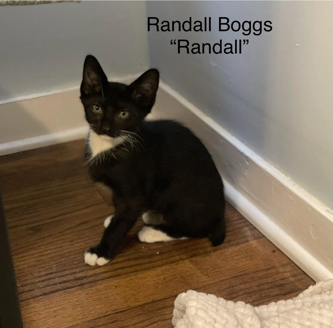 Randall Boggs C Weaver, Adoptable, Kitten Male Tuxedo.
